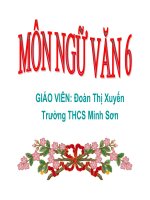 cây tre Việt Nam - xuyến