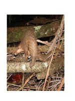 Tập làm văn tuần 32