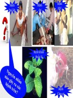 cấu trúc virut và sự nhân lên trong tế bòa chủ