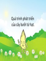 Quá trình phát triển của cây từ hạt