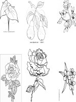 TRANH TO MAU CAC LOAI HOA