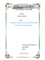 Tiểu luận tìm hiểu về phụ gia tạo màu và cơ chế cảm nhận màu của con người