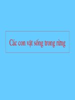 các con vật sống trong rừng