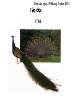 Tập đọc    Chú Công