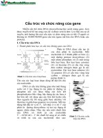 CẤU TRÚC VÀ CHỨC NĂNG CỦA GEN