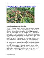 Giải pháp ngăn chặn ve sầu hại cà phê