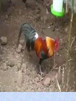 Tìm hiểu về con gà - con vịt