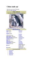 tìm hiểu loài chim cánh cụt