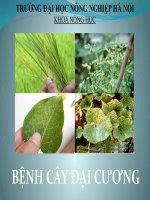 bệnh cây đại cương