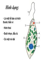 Tiết 4 Trùng roi