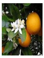 khám phá khoa học-Các loại quả