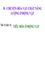 Bài 15 Tiêu hoá ở động vật