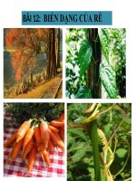 sinh học 6 bài 12 biến dạng của rễ