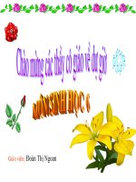 Tiết 9: Các loại rễ, Các miền của rễ.