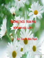 tiết 47 thỏ - giáo án tham khảo bồi dưỡng thao giảng, thi giáo viên giỏi (14)