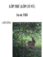 tiết 47 thỏ - giáo án tham khảo bồi dưỡng thao giảng, thi giáo viên giỏi (2)