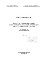 bệnh thường gặp trên cá koi (cyprinus carpio) cá dĩa (symphysodon discus) và các biện pháp phòng trị