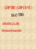 tiết 47 thỏ - giáo án tham khảo bồi dưỡng thao giảng, thi giáo viên giỏi (17)