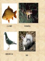 tiết 47 thỏ - giáo án tham khảo bồi dưỡng thao giảng, thi giáo viên giỏi (15)