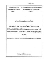 nghiên cứu tạo chế phẩm enzym xylanase thô từ aspergillus niger và trichoderma viride và thử nghiệm ứng dụng
