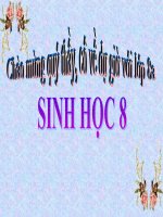 tuần hoàn máu và lưu thông