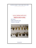 giáo trình modun nhân đàn ong