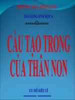 tiet 16: cau tao trong cua than non
