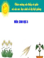 bai 33: Hạt và các bộ phận của hạt