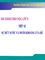 Tiết 11 Sự Hút Nước Và Muối Khoáng Của Rẽ