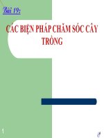 CÔNG NGHỆ 7 _ Cac bien phap cham soc cay trong