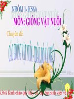 Giống Vật nuôi, Trâu Bò Ngựa!