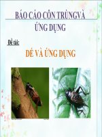 báo cáo côn trùng và ứng dụng