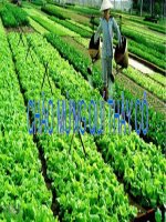 bài 20. ứng dụng công nghệ vi sinh SX chế phẩm trừ sâu