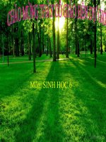 Sinh 6 Bài 19: Đặc điểm bên ngoài của lá