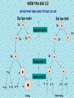bài 12 Cơ chế xác định giới tính