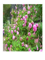 Kế hoạch tuần 3