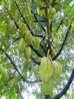 Chính tả - Sầu riêng