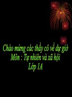 Bài :Cây rau (TNXH lớp 1)