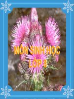 BÀI 26 TH TÌM HIỂU HOẠT ĐỘNG CỦA ENZIM TRONG NƯỚC BỌT