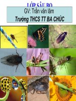 BÀI 26. CHÂU CHẤU