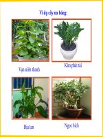 bai 22 anh huong cac dieu kien ben ngoai  den quanghop