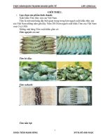 Chiến lược xuất khẩu tôm vào thị trường Mỹ