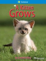 a kitten grows social studies
