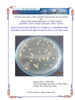 KHẢO SÁT KHẢ NĂNG LÊN MEN CỦA VI KHUẦN L. ACIDOPHILUS TRÊN HỖN HỢP 3 LOẠI NGUYÊN LIỆU SỮA BÒ, SỮA DỪA VÀ SỮA ĐẬU NÀNH