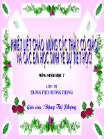 Giáo án sinh học lớp 7 Tiết 52 thao giảng thi giáo án điện tử Đa dạng của lớp thú Bộ ăn sâu bọ, bộ gặm nhấm, bộ ăn thịt (27)