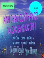 Giáo án sinh học lớp 7 Tiết 52 thao giảng thi giáo án điện tử Đa dạng của lớp thú Bộ ăn sâu bọ, bộ gặm nhấm, bộ ăn thịt (4)