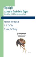 Mọt quả Cà Phê Tên khoa học: Araecerus fasciculatus Degeer Họ: Anthribidae Bộ: Coleoptera