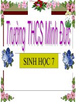 Giáo án sinh học lớp 7 Tiết 52 thao giảng thi giáo án điện tử Đa dạng của lớp thú Bộ ăn sâu bọ, bộ gặm nhấm, bộ ăn thịt (33)