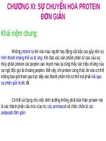 Sự chuyển hóa protein