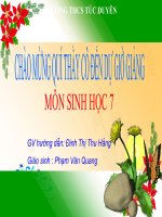 Giáo án sinh học lớp 7 Tiết 52 thao giảng thi giáo án điện tử Đa dạng của lớp thú Bộ ăn sâu bọ, bộ gặm nhấm, bộ ăn thịt (5)